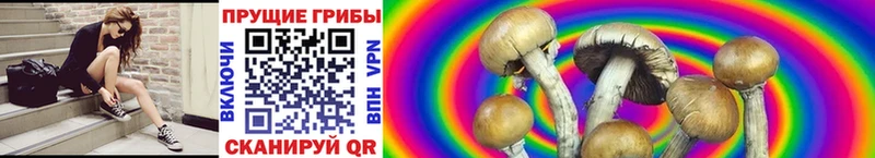 Галлюциногенные грибы Psilocybine cubensis  где найти наркотики  Углегорск 